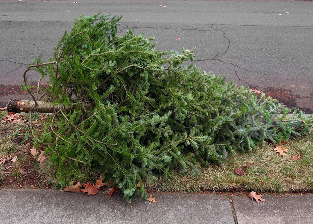 “Tree-cycling” Time: How to dispose of Christmas Trees